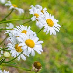 Fototapeta premium daisies in a garden