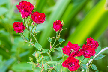 red flowers in garden
