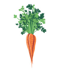 Fresh carrot vegetables, ripe and healthy meal