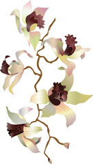 orchid branch on white background