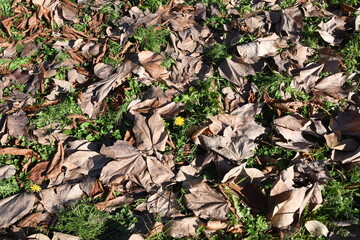 落ち葉の中に咲く黄色い花