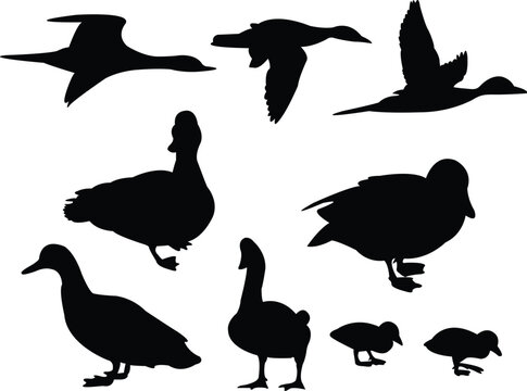 duck silhouette collection - vector