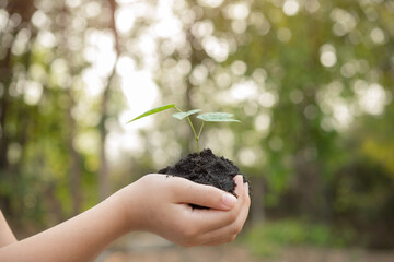 World environment day concept with girl holding small trees in both hands to plant in the ground. hand holding small tree for planting in forest. green world. morning light on nature background.