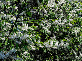 branches blooming bird cherry in the city park