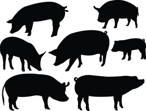 pigs collection - vector