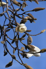 ハクモクレンのつぼみ