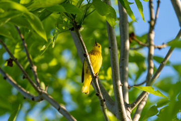 American Yellow Warbler singing on a Tree 