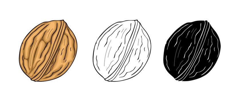 Walnut hand drawn vector illustration on white background