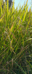 Rice plants are paddy fields, rice background in rice fields, close-up angles are taken