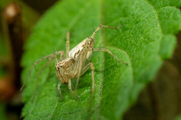 spider on a leaf