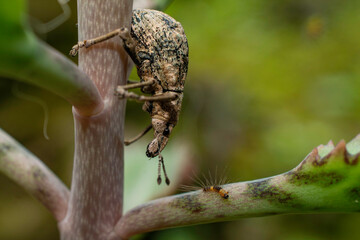 weevil