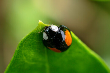 ladybug (ladybird)
scientific name:Lemnia saucia