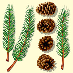 Pine Tree Branches and Cones. Vector Illustration