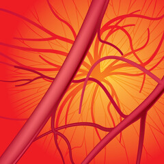 Circulatory system. Vector Illustration (EPS v.8.0)