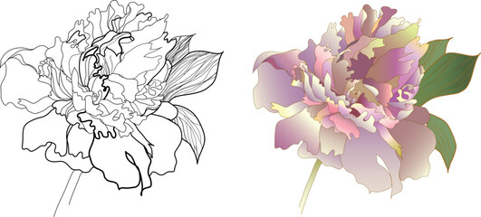 peony black & white and coloured