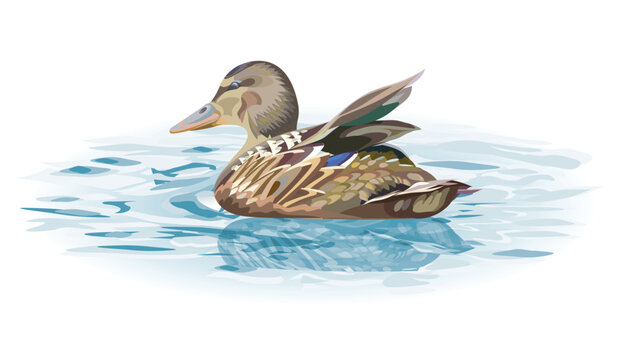 Duck on the water - vector illustration