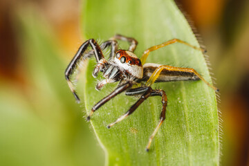 Close up a Jumping spider on green leaf, Selective focus, Macro photos.