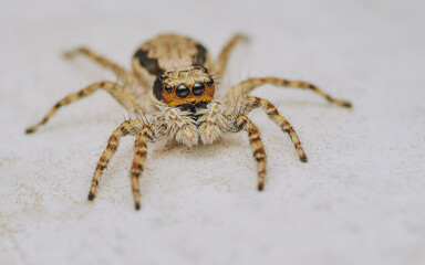 Close up a colorful jumping spider on cement floor, Selective focus, macro shot, Thailand.