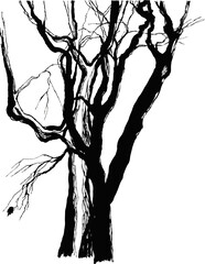 old trees drawing  graphic  sketch