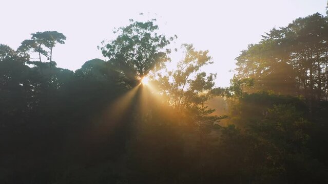 D&iacute;a en el Bosque al amanecer apreciando los primeros rayos del sol al aire libre un d&iacute;a nublado con niebla en el exterior disfrutando del viento y la naturaleza paisaje arbolado