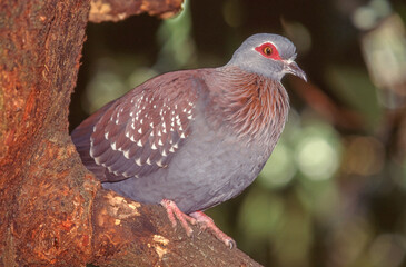 Speckled Pigeon