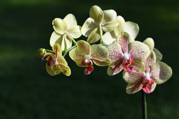 Orchid plant with yellow flowers on natural green background and copy space