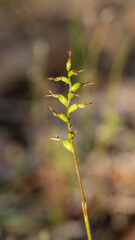 Red-tipped Tiny Greenhood (Pterostylis rubenscens) also known as the blushing tiny greenhood, is a species of orchid endemic to south-eastern Australia.