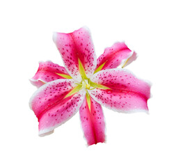 pink lily isolated on white background