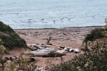 Seal snooze 