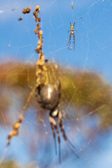 Golden Orb-weaving Spider (Nephila edulis) on its web