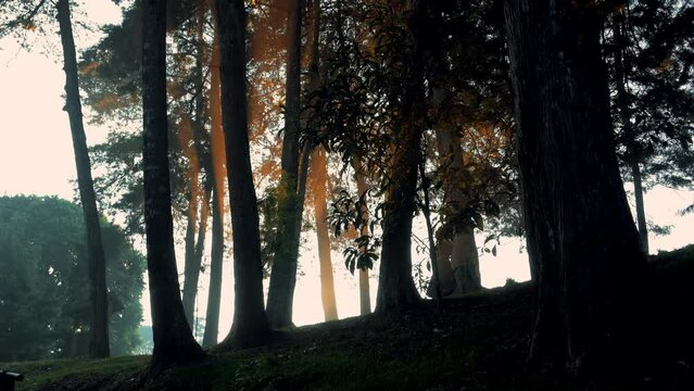 fraile monje cat&oacute;lico cristiano caminando por una casa por una choza en medio del bosque del campo rezando meditando orando temprano en el amanecer con la neblina por el camino entre &aacute;rboles
