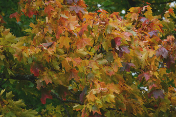 Autumn forest background of multicolored brightly colored maple leaves