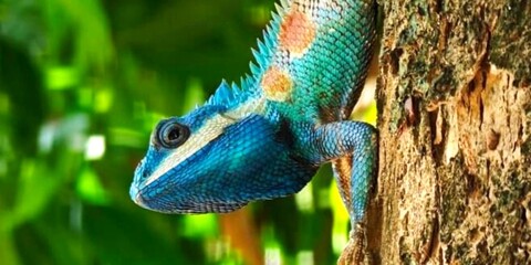 chameleon on a tree © sunet