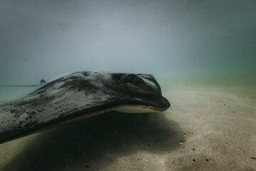 Bull Ray stingray swimming at the beach in Bendalong, NSW, Australia.