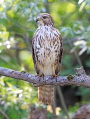 Cooper's Hawk perched on a tree branch in the forest, Quebec, Canada