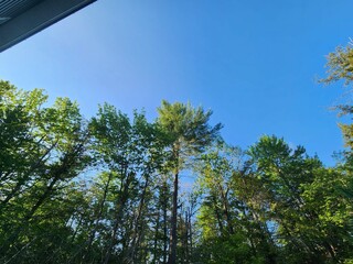 trees and blue sky