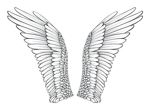 Wings (Realistic Illustration / Design Elements)