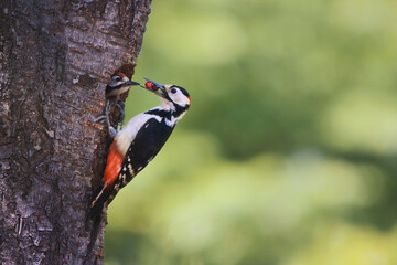 Beautiful ecology and nature landscape with a family of colored woodpeckers feeding their hatchlings in a tree hole nest in the woods
