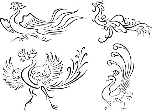 phoenix illustration