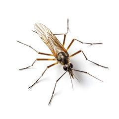 brown mosquito on white background, Generative AI