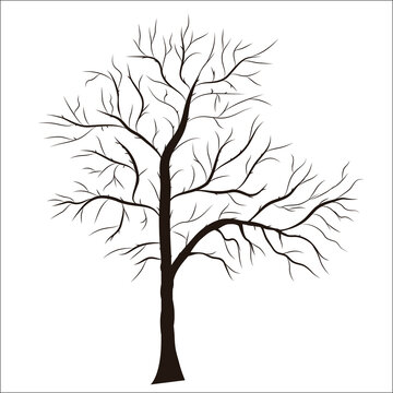 Tree silhouette - detailed vector. Element for design.