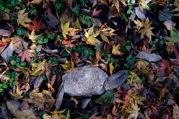色とりどりに色づいた紅葉の葉が落ちた地面