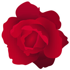 Realistic Red Rose flower template element isolated