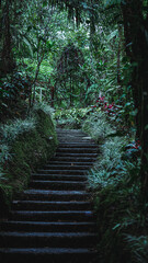 Fototapeta premium Nature path, footpath in the forest
