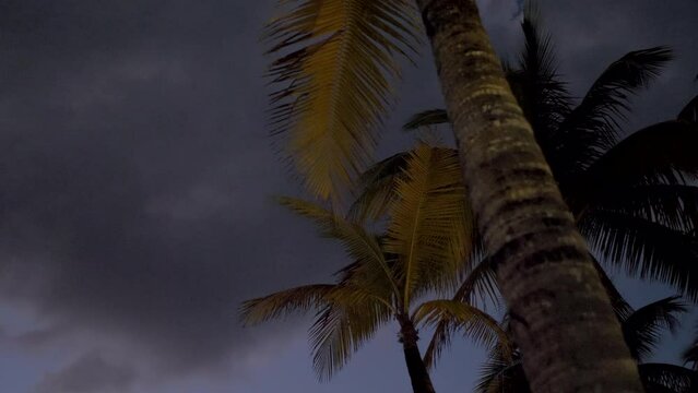 Smooth movement from palm tree to cruise ship. Evening in Mexico - Cozumel port.