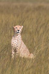 Cheetah in Savanna