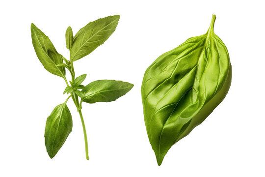 Fresh green organic basil and rosemary leaves isolated on Transparent background, Digital Art, PNG Images, isolated on a white background, Generative AI