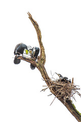 Greater Cormorant Nesting