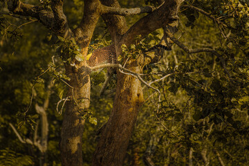 PEEK A BOO Leopard