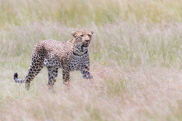 Luluka on Prowl
